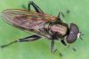 Chalcosyrphus nemorum